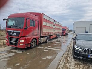 MAN TGX 18.460 tegljač + poluprikolica za prevoz stoke